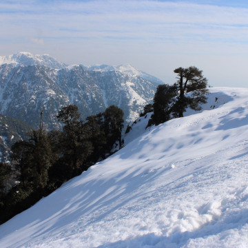 Snowy forest department landscape